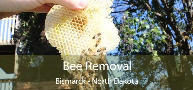 Bee Removal Bismarck - North Dakota