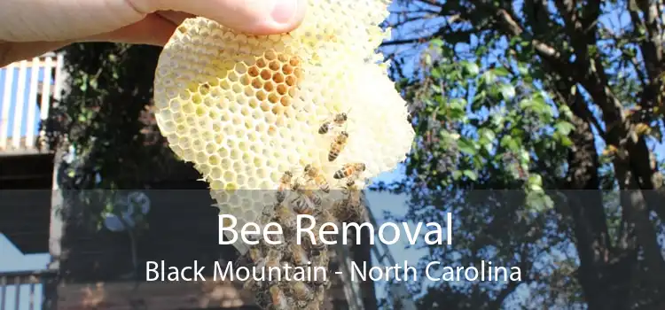Bee Removal Black Mountain - North Carolina