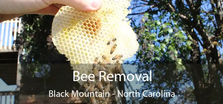 Bee Removal Black Mountain - North Carolina