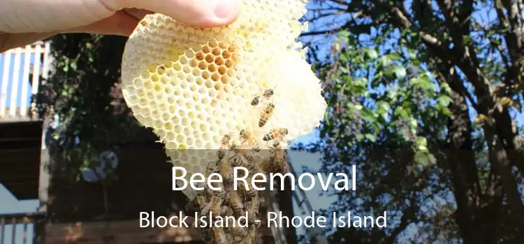 Bee Removal Block Island - Rhode Island