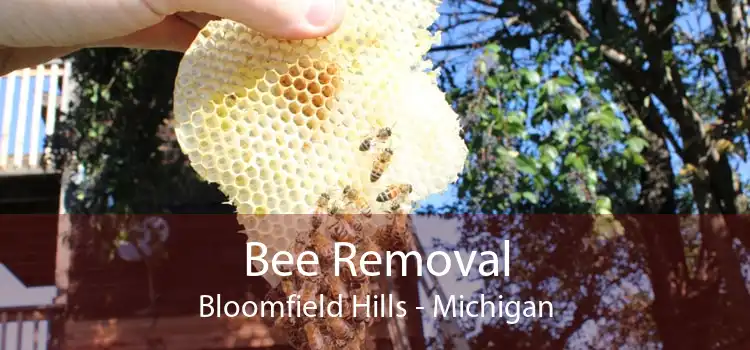 Bee Removal Bloomfield Hills - Michigan