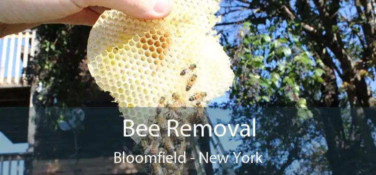 Bee Removal Bloomfield - New York