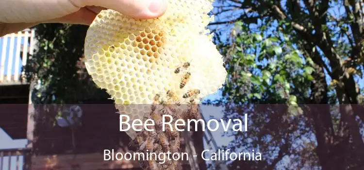 Bee Removal Bloomington - California