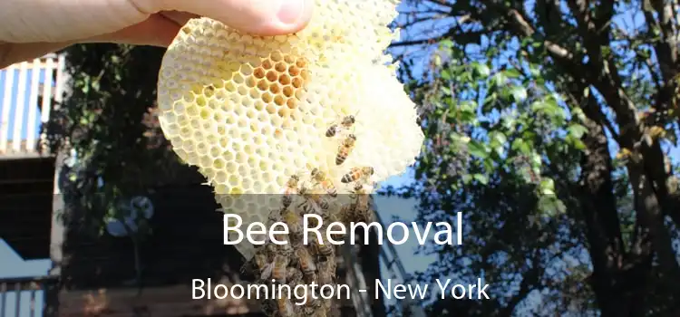 Bee Removal Bloomington - New York