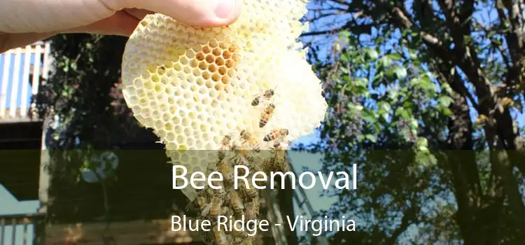 Bee Removal Blue Ridge - Virginia