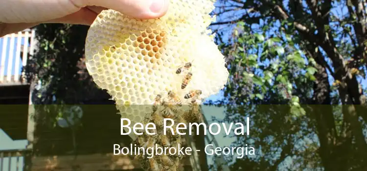 Bee Removal Bolingbroke - Georgia