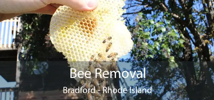 Bee Removal Bradford - Rhode Island