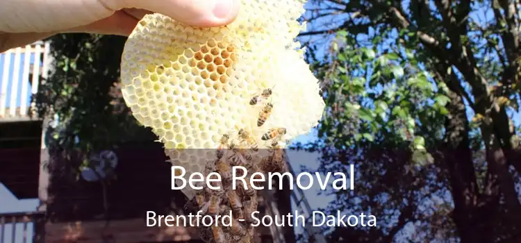 Bee Removal Brentford - South Dakota