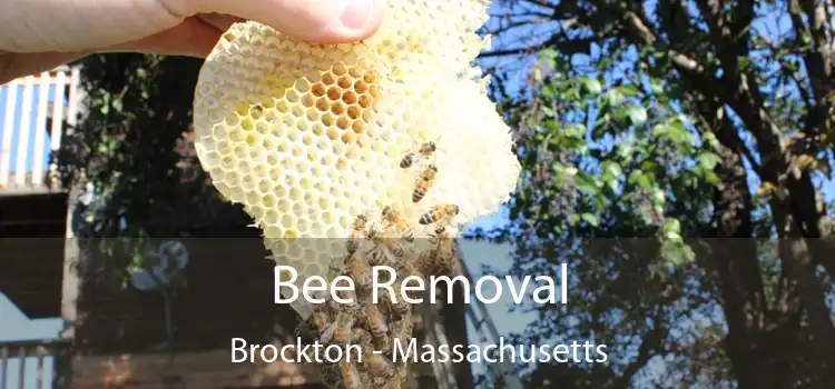 Bee Removal Brockton - Massachusetts