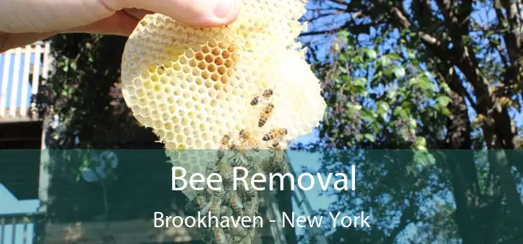 Bee Removal Brookhaven - New York