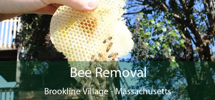 Bee Removal Brookline Village - Massachusetts