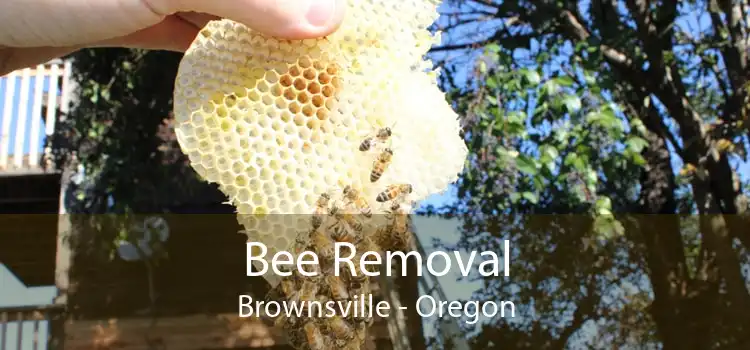 Bee Removal Brownsville - Oregon
