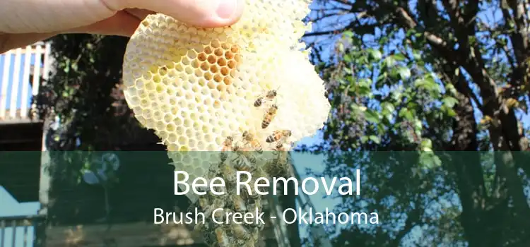 Bee Removal Brush Creek - Oklahoma