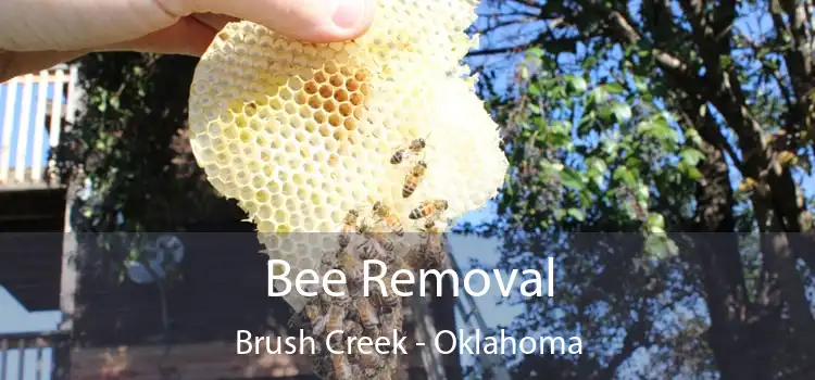 Bee Removal Brush Creek - Oklahoma