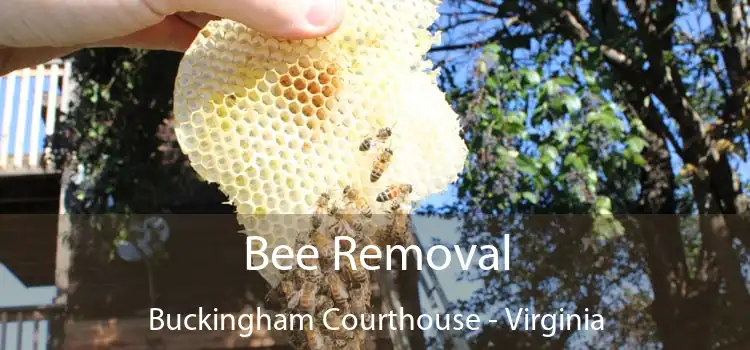 Bee Removal Buckingham Courthouse - Virginia