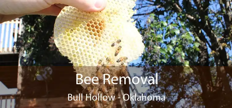 Bee Removal Bull Hollow - Oklahoma