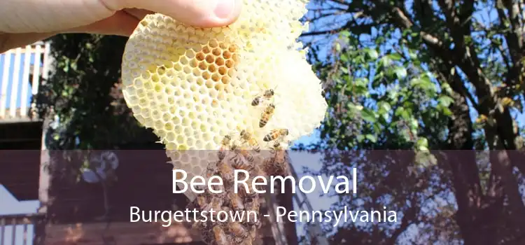 Bee Removal Burgettstown - Pennsylvania