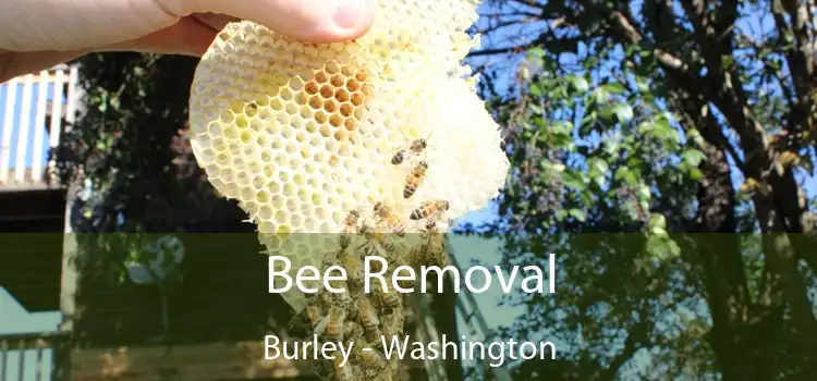 Bee Removal Burley - Washington