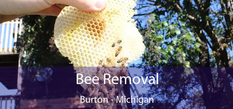 Bee Removal Burton - Michigan