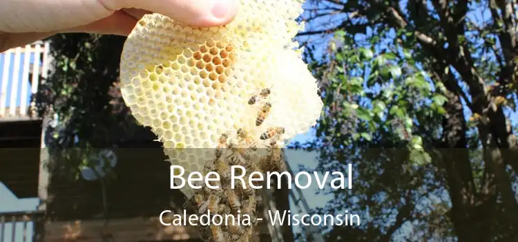 Bee Removal Caledonia - Wisconsin