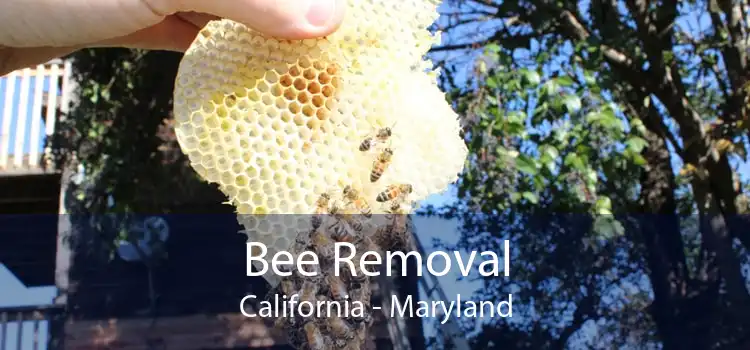Bee Removal California - Maryland
