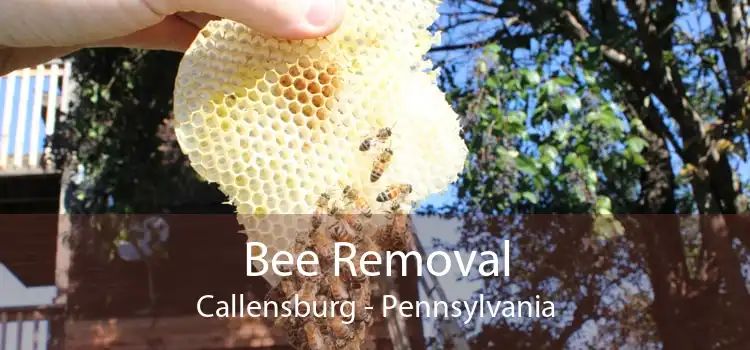 Bee Removal Callensburg - Pennsylvania