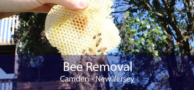 Bee Removal Camden - New Jersey