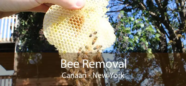 Bee Removal Canaan - New York