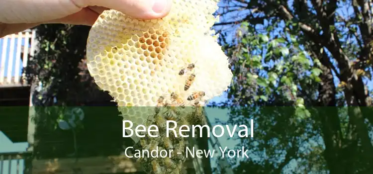 Bee Removal Candor - New York
