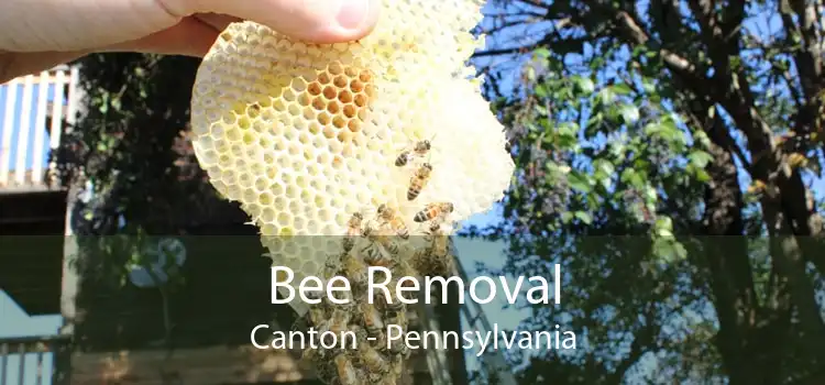 Bee Removal Canton - Pennsylvania