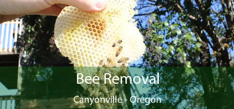 Bee Removal Canyonville - Oregon