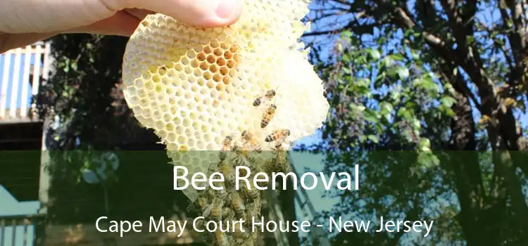 Bee Removal Cape May Court House - New Jersey