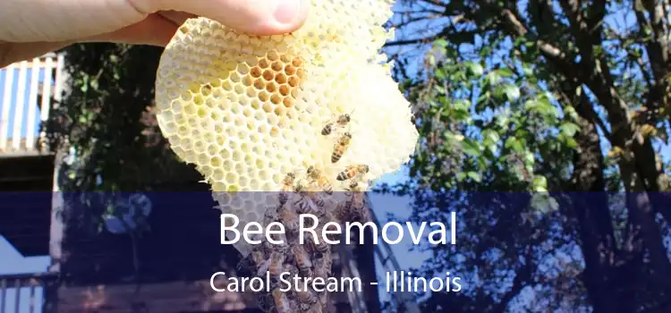 Bee Removal Carol Stream - Illinois