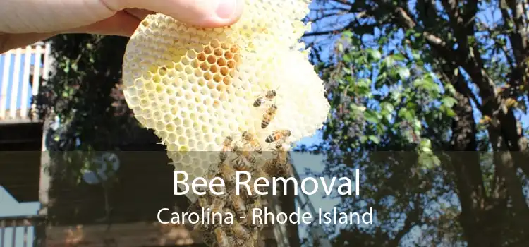 Bee Removal Carolina - Rhode Island