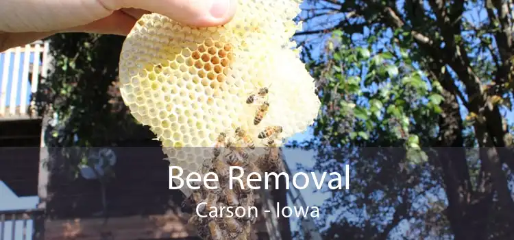 Bee Removal Carson - Iowa