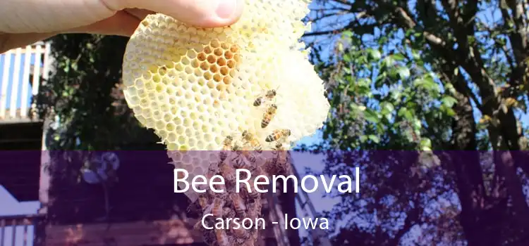 Bee Removal Carson - Iowa