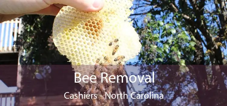 Bee Removal Cashiers - North Carolina