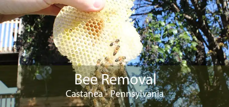 Bee Removal Castanea - Pennsylvania