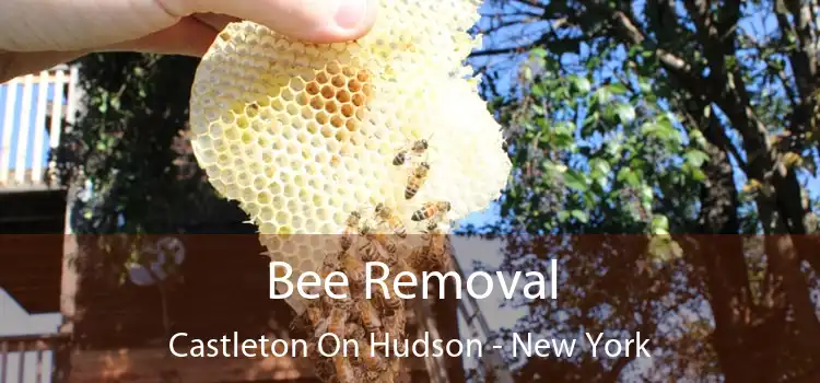 Bee Removal Castleton On Hudson - New York