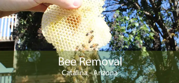 Bee Removal Catalina - Arizona
