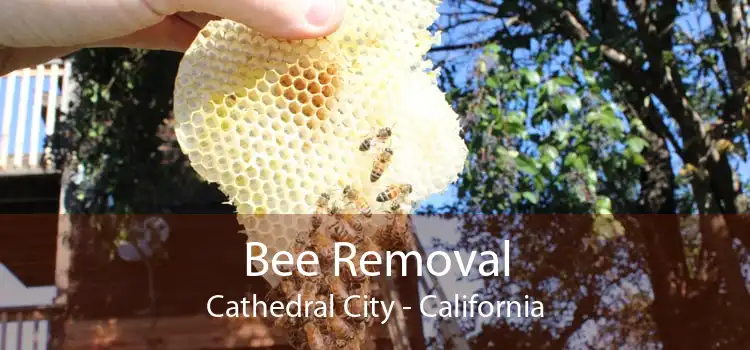 Bee Removal Cathedral City - California
