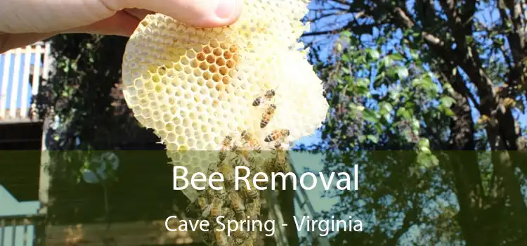 Bee Removal Cave Spring - Virginia