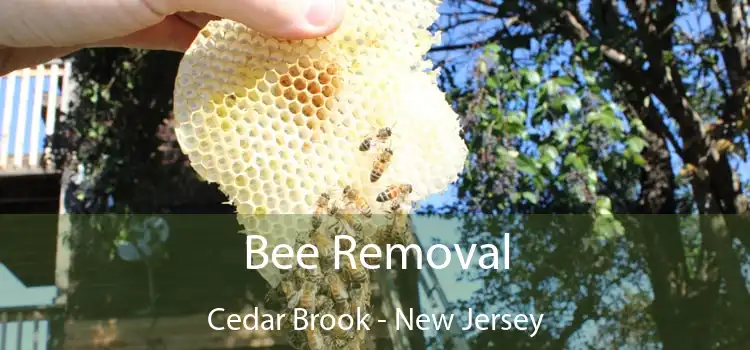 Bee Removal Cedar Brook - New Jersey