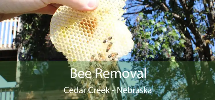 Bee Removal Cedar Creek - Nebraska