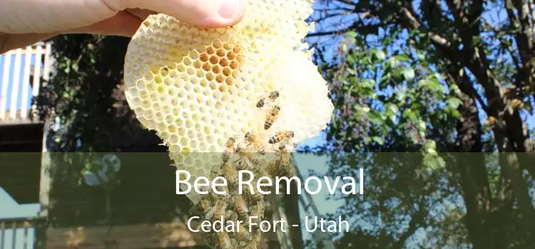 Bee Removal Cedar Fort - Utah