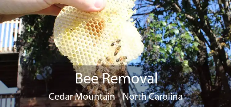 Bee Removal Cedar Mountain - North Carolina