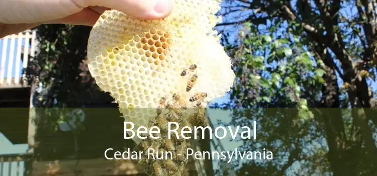 Bee Removal Cedar Run - Pennsylvania