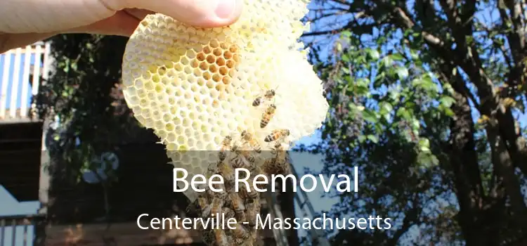 Bee Removal Centerville - Massachusetts