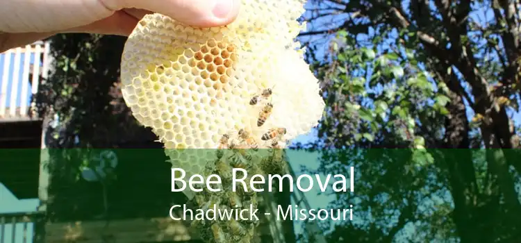 Bee Removal Chadwick - Missouri