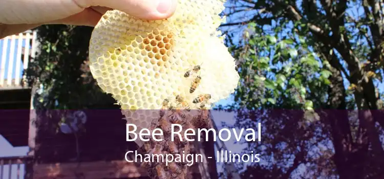 Bee Removal Champaign - Illinois